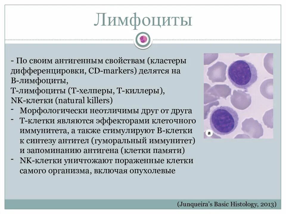 Лимфоциты. Лимфоциты делятся на. Кластеры дифференцировки лимфоцитов. Б лимфоциты. Лимфоциты состав