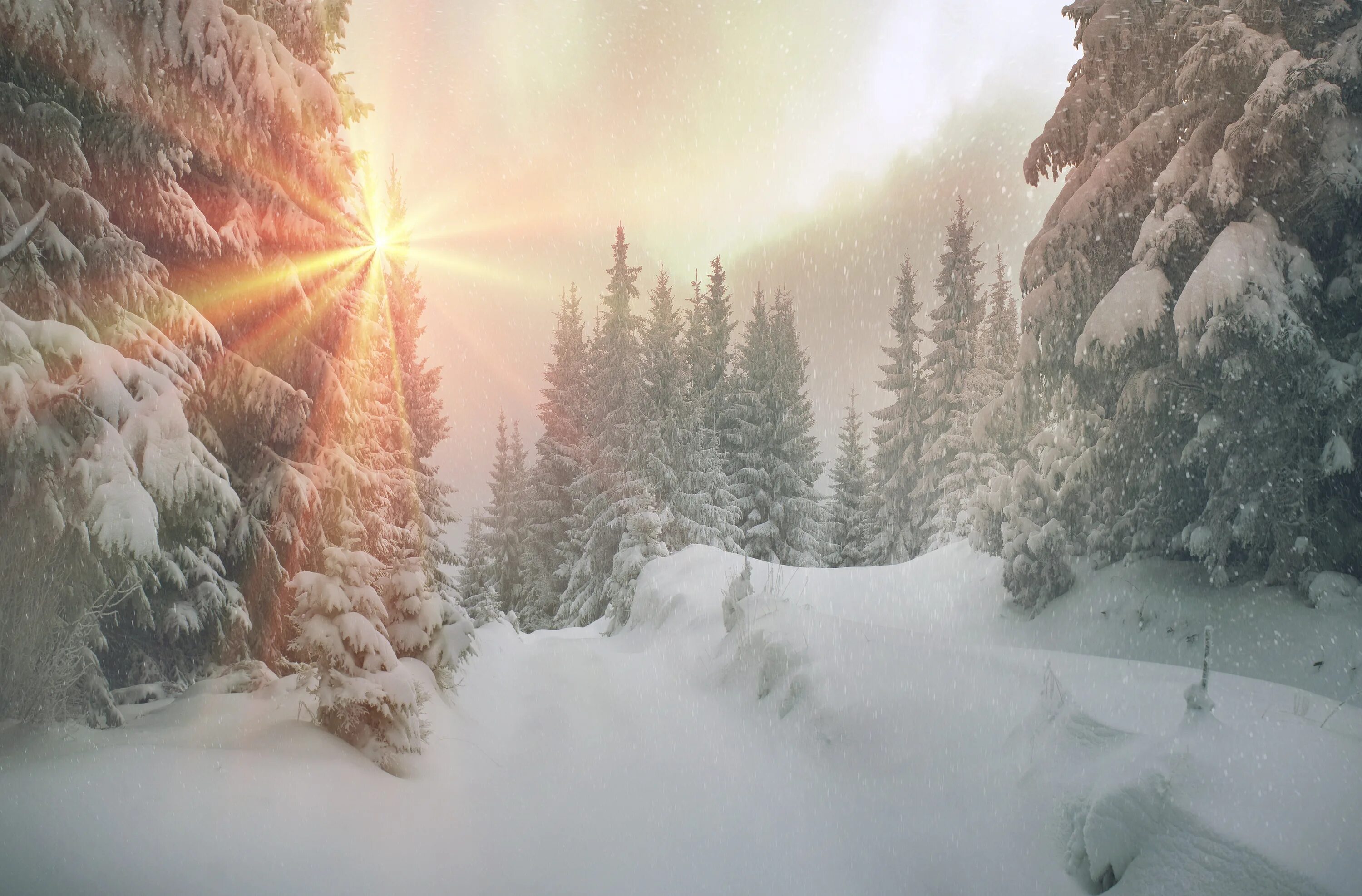 зимний лес солнце. зима солнце. лучи солнца на снегу. лучи солнца на снегу. зима лес солнце.