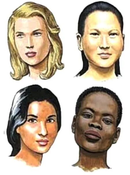 Расовые различия людей. 4 Расы на земле. Европеоид и монголоид. 4 Расы людей европеоидная монголоидная негроидная и. Европеоид монголоид негроид.