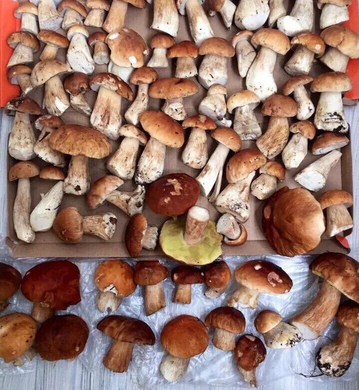 можно ли продавать грибы. можно ли продавать грибы. грибы на рынке. грибы на прилавке. свежие грибы на рынке.