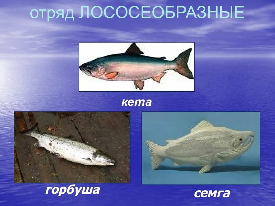 Лучеперые лососеобразные. Лососеобразные рыбы представители. Представители лососеобразных рыб. Представители лососеобразных рыб. Отряд лососеобразные подсемейство лососевые.