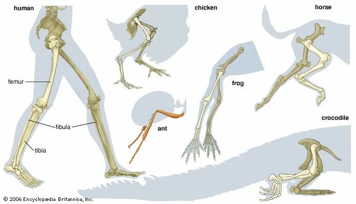 Animal Legs. Camelidae Osteology Limb.