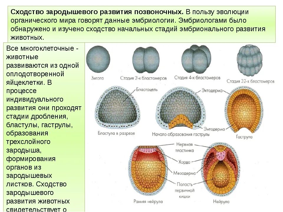 У представителей какого класса развитие зародыша. Стадии зародышевого развития позвоночного животного. Этапы онтогенеза бластула гаструла нейрула. Эмбриогенез бластула. Порядок стадий эмбрионального развития.