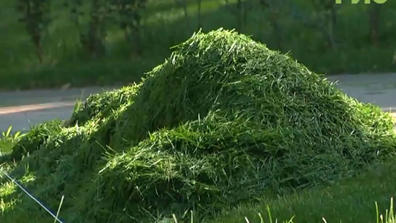 Любовь в траве. Поросло травой. Бьянка треки. Поросло травой. Поросло травой место наших встреч.