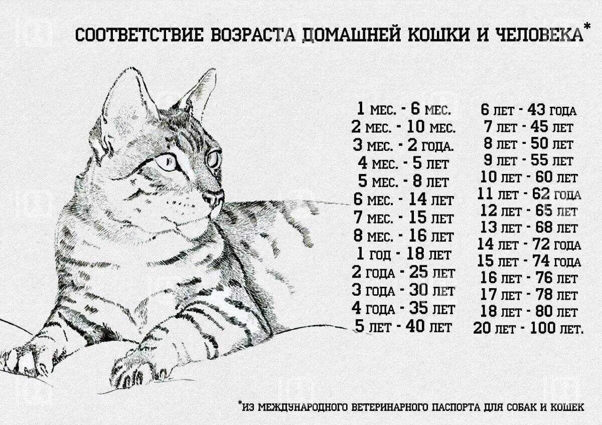 Сколько лет живут домашние кошки. Таблица продолжительности жизни котов. Продолжительность жизни кошек на человеческие годы. Средняя Продолжительность жизни домашних кошек. Средний Возраст продолжительности жизни кошек.