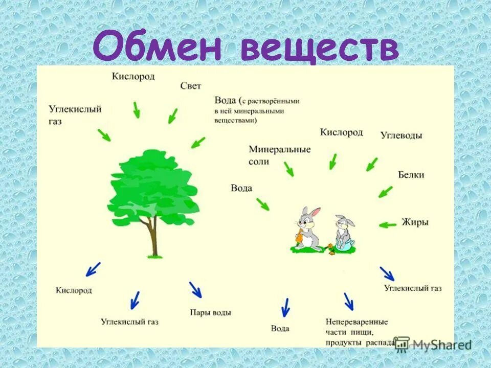 План урока 9 класс биология