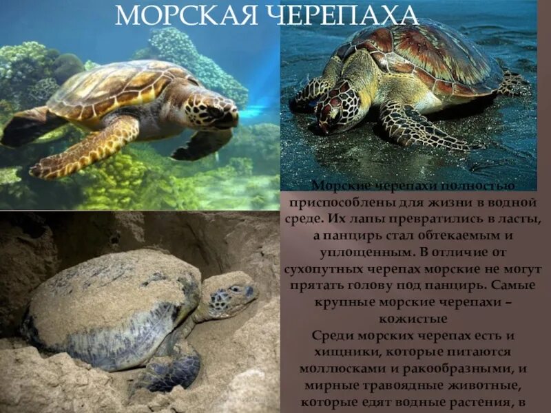 Сообщение про морскую черепаху 4 класс. Морская черепаха описание. рассказ о морской черепахе. рассказ о морских черепах. доклад про черепаху.