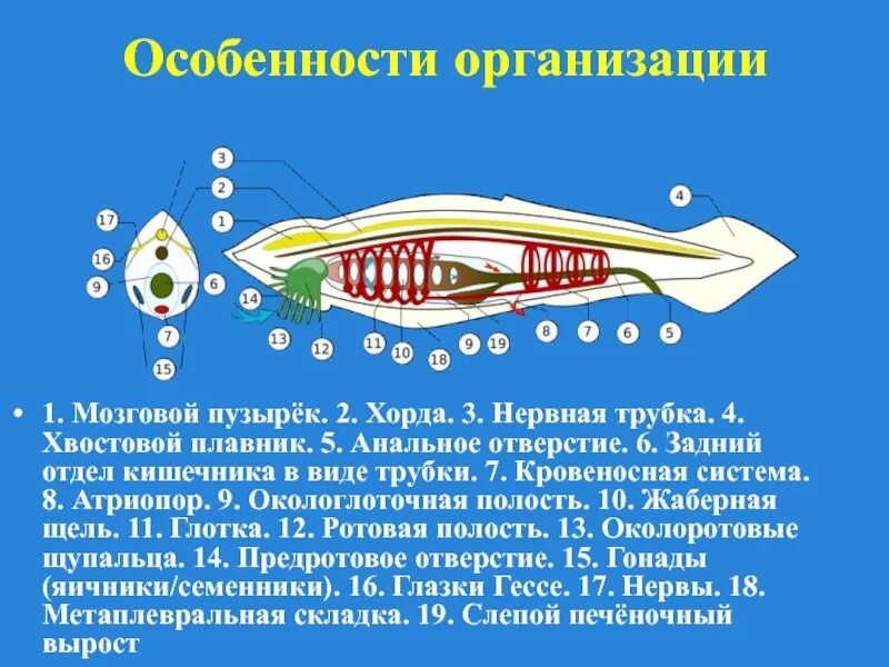 Строение позвоночника костных рыб. Увеличенный хвостовой отросток. Скелет птицы позвоночник. Скелет птицы позвоночник. Хвостовой отдел.