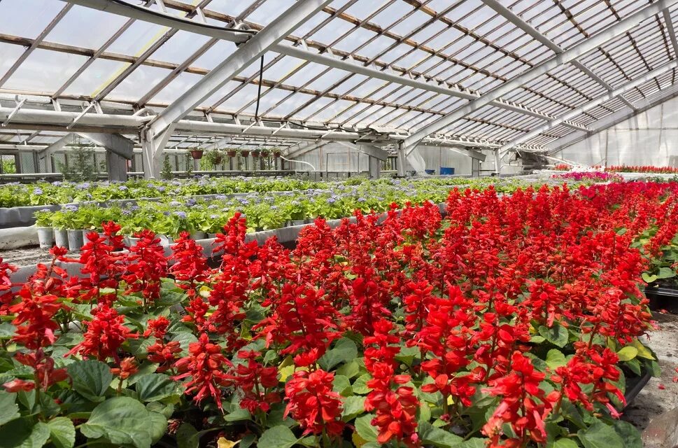 муп зеленхоз пенза. рабочий зеленого хозяйства. зеленое хозяйство обнинск. зеленое хозяйство саранск цветы. зеленое хозяйство волгодонск.