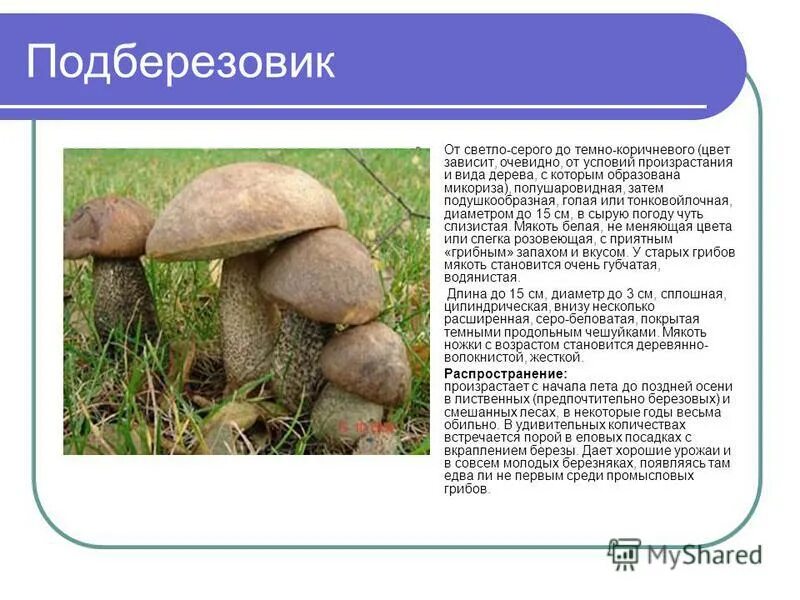 От какого слова образовано слово береза. Каким способом образовано слово пароход. Прмставочнг суфиумальный. Подберезовик от какого слова образовано. Подберезовик от какого слова образовано.