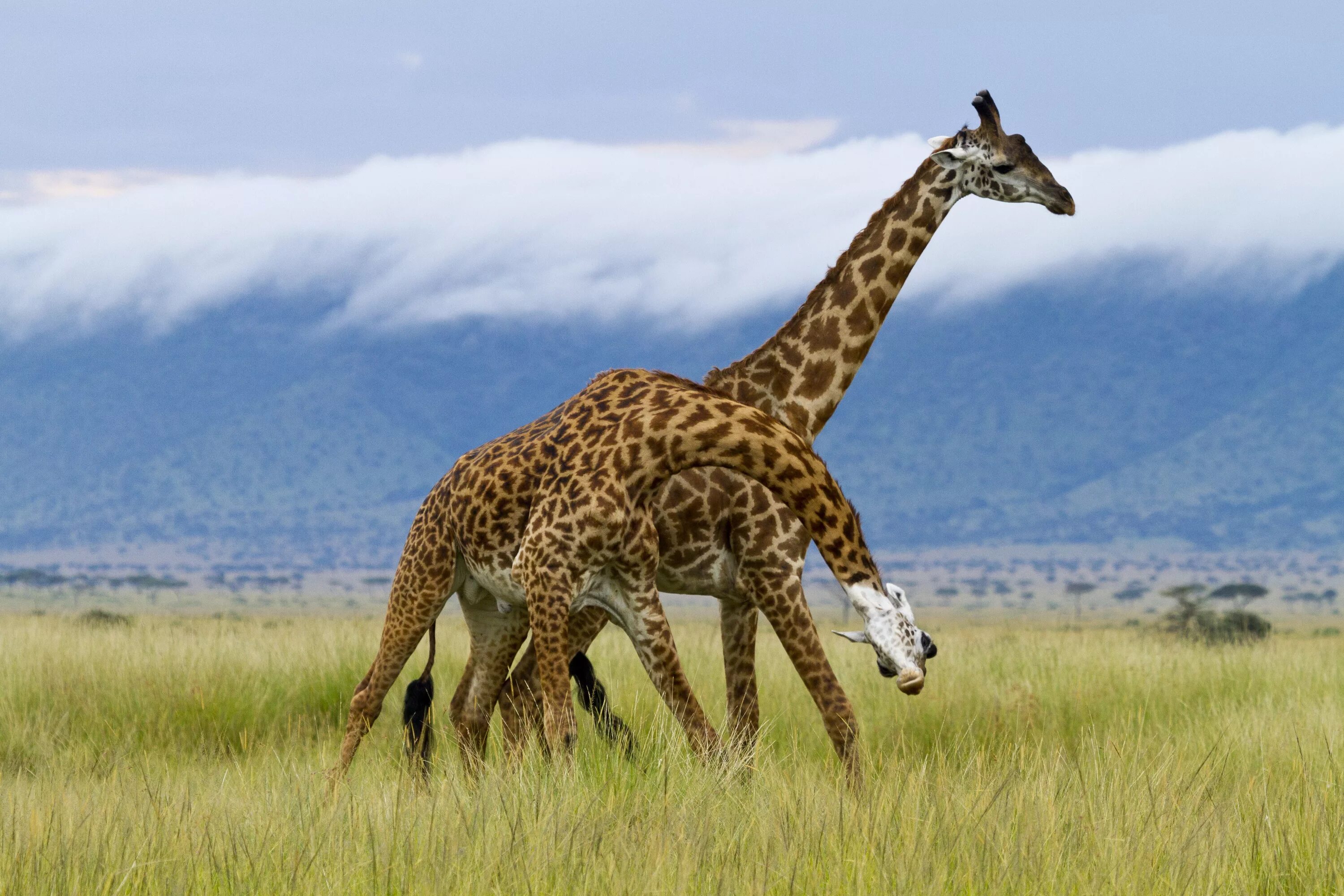 Жираф среда обитания. Жираф-Масаи. Высокие животные. Южноафриканский Жираф.