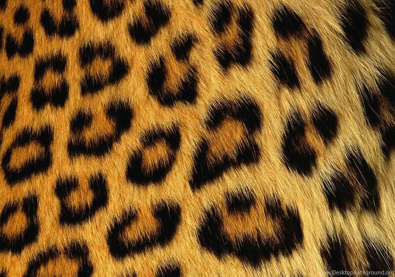 Леопард паттерн. Леопард фон. Шкура леопарда. Леопардовый цвет.