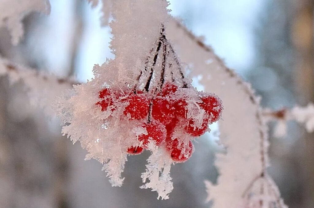 наступила зима. с наступлением зимы картинки. пушистый снег. снежная пороша. зимние картинки красивые.