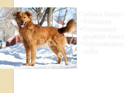 Жила была огромная собака