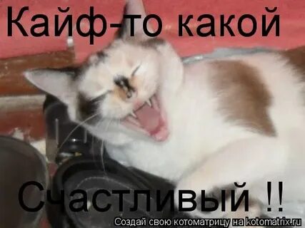 Какой лайф лучше