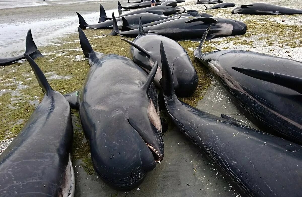 В новой Зеландии дельфины выбросились на берег. Черный Дельфин Гринда. Гринды дельфины. Массовый выброс китов на берег. Почему киты выбрасываются на берегу