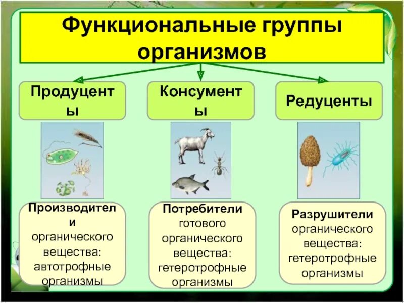 Грибы Разрушители редуценты. Функциональные группы живых организмов. Редуценты примеры. Организмы редуценты. Для редуцентов характерно