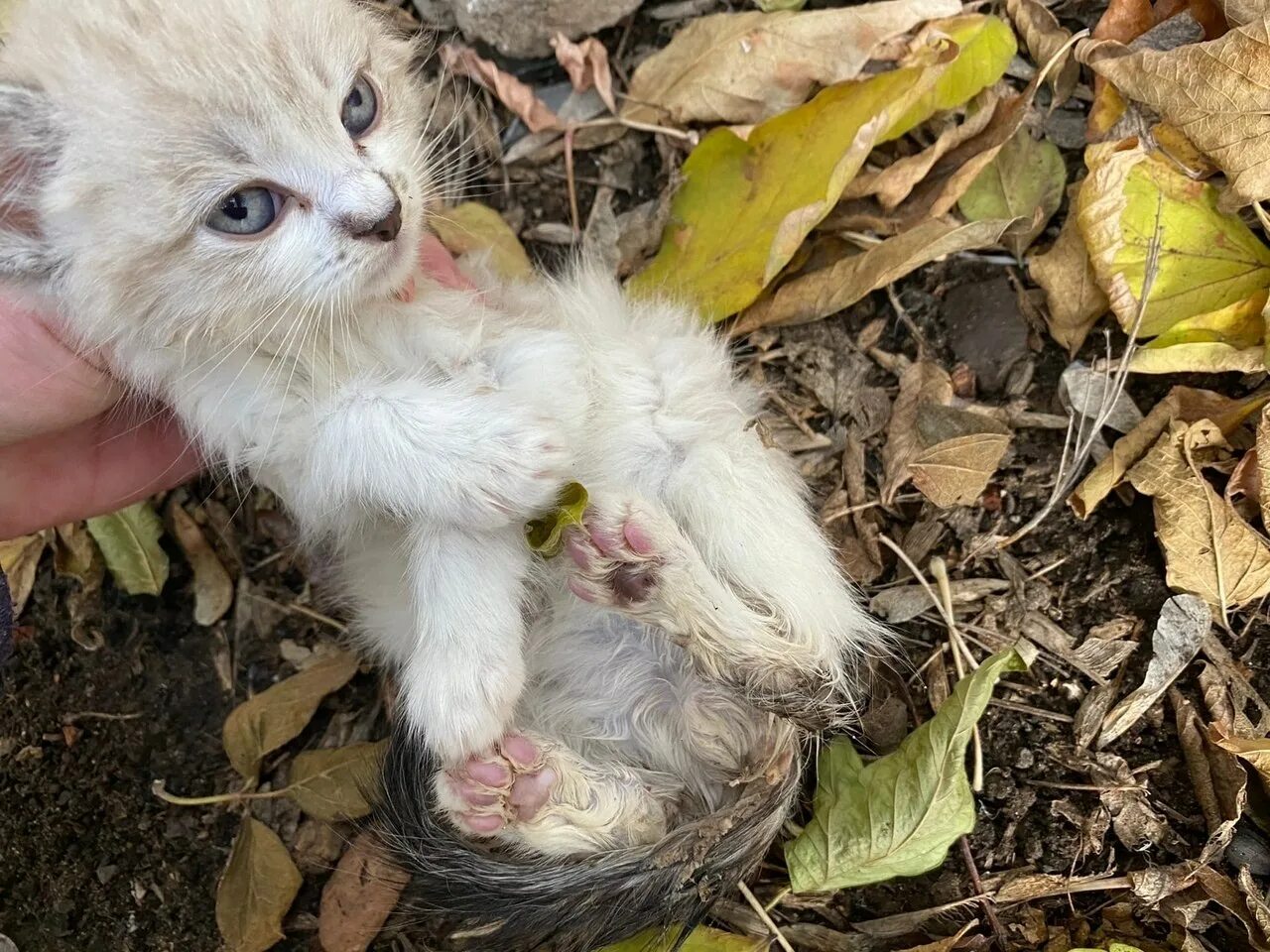 Маленьких Котенков на помойке. Маленький жалкий котенок. Жалко котенка