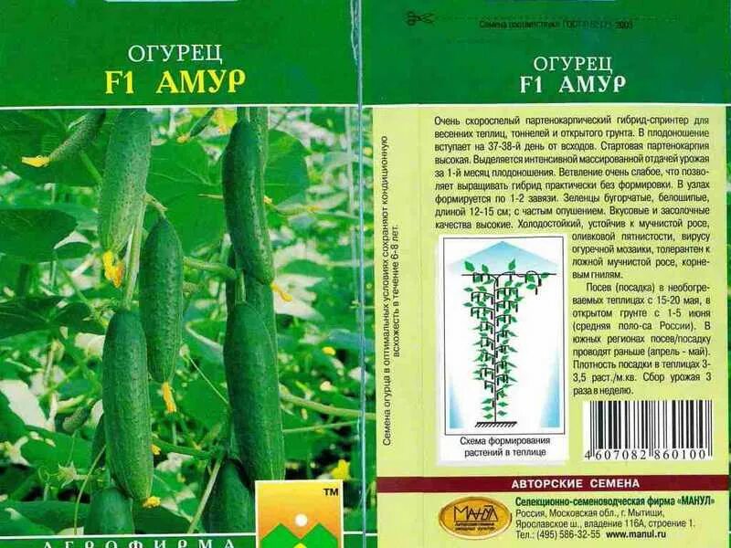 огурцы сорт маша f1. огурцы маша f1 характеристика и описание. сорт огурцов маша отзывы. сорт огурцов маша f1. корнишон маша f1.