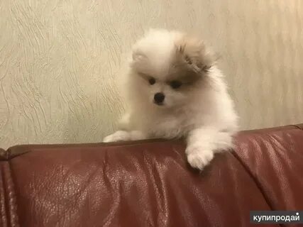 Собака бесплатная в нижнем новгороде