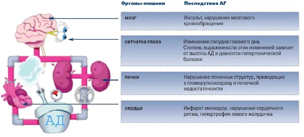 Органы мишени при артериальной гипертонии. Поражение органов мишеней при гипертонической болезни. Органы мишени при гипертонической болезни 1 степени. Артериальная гипертензия патогенез поражения органов-мишеней. Артериальное давление осложнения