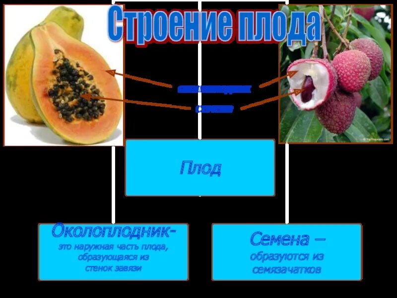 Наличие околоплодника. Плоды биология 6 класс. Строение плода. Строение плода 6 класс биология. Строение плода перца.