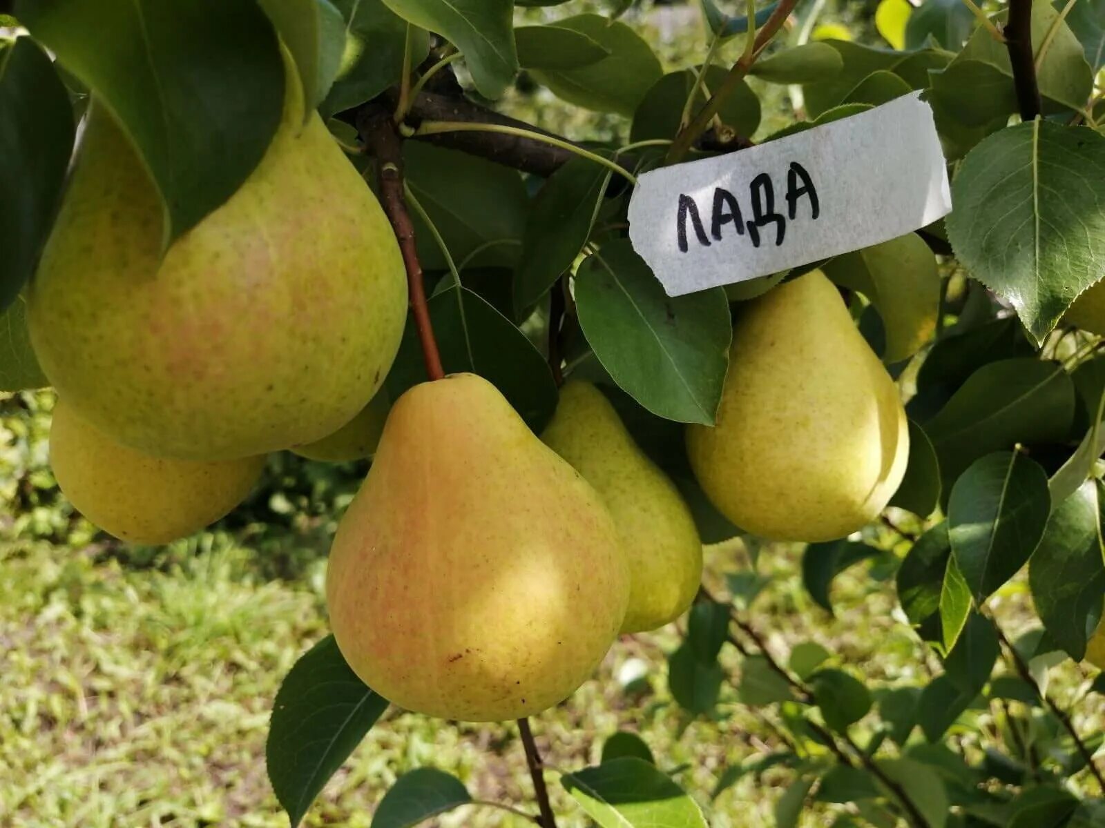 Груша чижовская описание сорта опылители морозостойкость