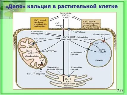 Кальций в клетках