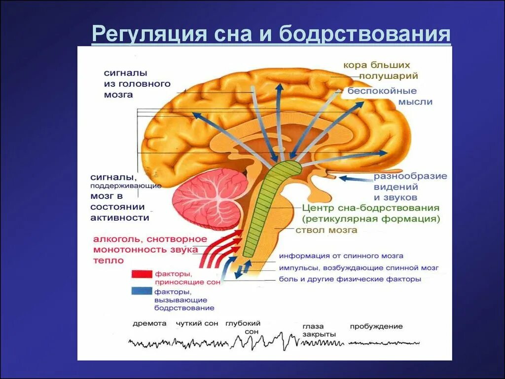 Центр управления мозгом. Регуляция цикла сон-бодрствование. Регулирует процессы сна и бодрствования таламус. Структуры мозга участвующие в регуляции сна и бодрствования. Ретикулярная формация регуляция сна.