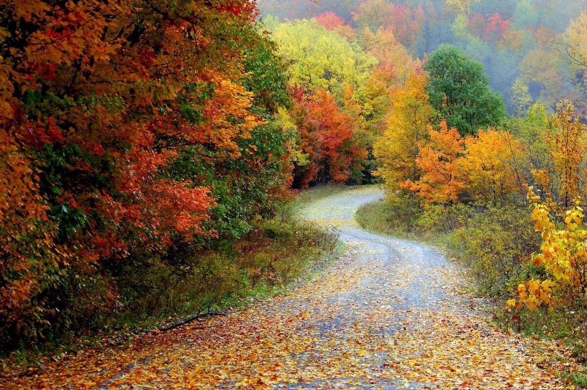 The trees fall across the road. Западная Вирджиния пейзажи. Штат Вирджиния природа. Западная Вирджиния осенью. Западная Вирджиния леса дорога.