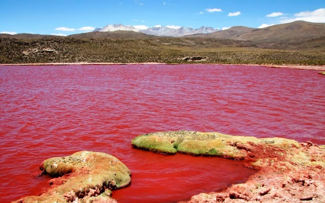 Озеро Натрон в Танзании. Красная Лагуна в Чили. Lake colour
