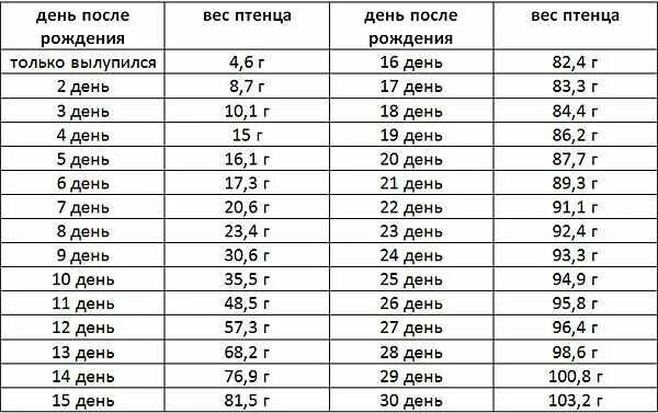 Сколько лет попугаю по человеческим. Возраст попугая по человеческим меркам корелла. Возраст волнистого попугая по человеческим меркам. Таблица лет попугаев. Таблица соотношения возраста попугая и человека.