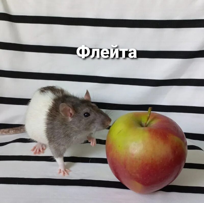 крыса флексит под 6ix9ine. альбом с крысами. крысы с музыкальными инструментами. ноты животные. крыса эллен ван дилен.