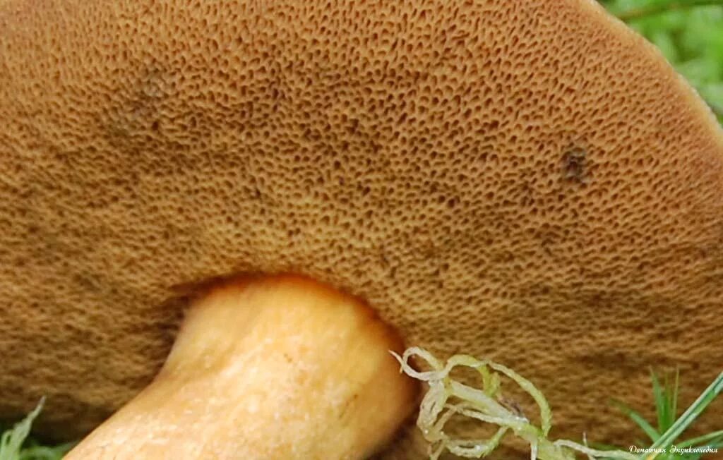 Нижняя сторона шляпки. Трубчатый гименофор белого гриба. Масленок гименофор. Трубчатый гименофор. Грибы с губчатой шляпкой.