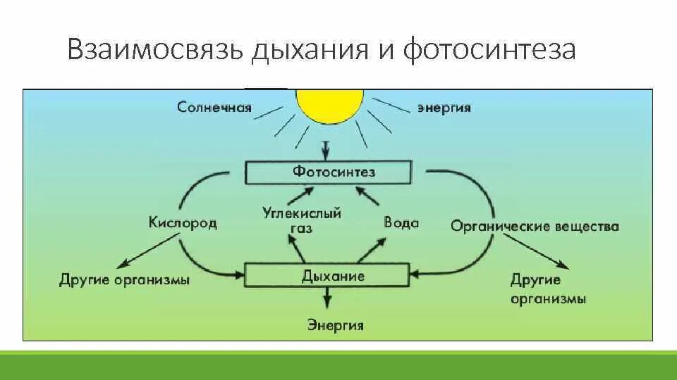 Какие процессы происходят ночью