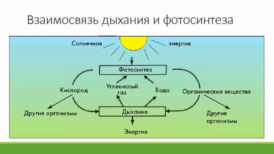 Фотосинтез и схема взаимосвязи фотосинтеза и дыхания. Схема фотосинтеза и дыхания растений. Схема дыхания растений 6 класс биология. Биология 6 класс процесс дыхания фот. Тесной связи друг с другом