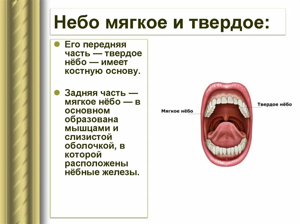 Мягкое небо виды. Твердое небо и мягкое небо. граница твердого и мягкого неба.
