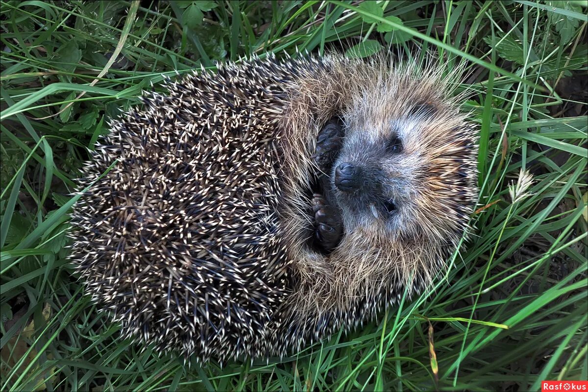 обыкновенный ёж. стихотворение в поле травы хороши. возле поля мимо ржи шли колючие ежи. возле поля мимо речки шли колючие. возле поля мимо ржи шли колючие ежи.