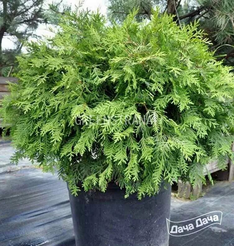 Туя globosa Aurea. Туя Западная Глобоза Ауреа. Туя окциденталис Глобоза. Thuja occidentalis globosa Aurea.