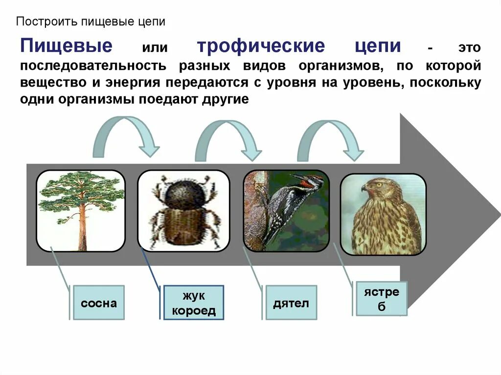 Пищевая цепочка это. Цепь питания с жуком короедом. Сосна Жук короед цепь питания. Схема цепи питания сосна дятел Жук короед. Цепь питания сосна дятел.