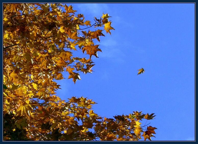 Осень листьями кружит. Падающие листья. Листья кружатся. Осенний листопад ветер. Кружат листья в воздухе.