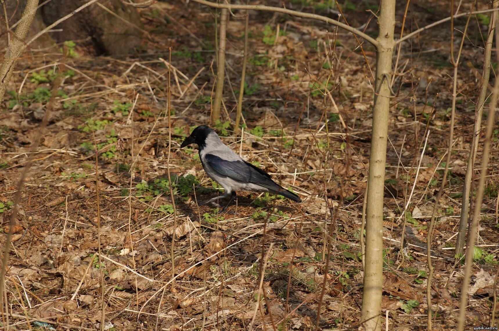 ворон живет в лесу. белоклювый ворон. бангайская ворона. лесной ворон. серая ворона меланист.