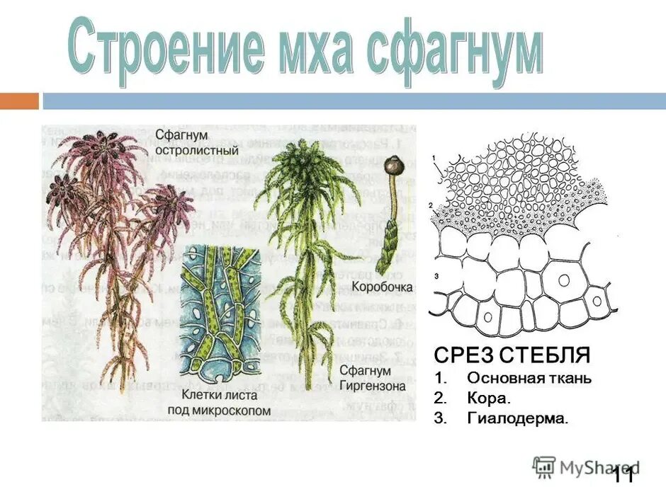 Мхи имеют органы ткани. Строение стебля сфагнума. Сфагнум строение биология 7. Анатомическое строение стебля мха. Классификация сфагнума болотного.