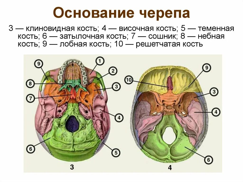 Основание черепа отделы. Внутреннее основание черепа анатомия. Кости образующие внутреннее основание черепа. Наружная поверхность основания черепа строение. Наружное основание черепа строение анатомия.