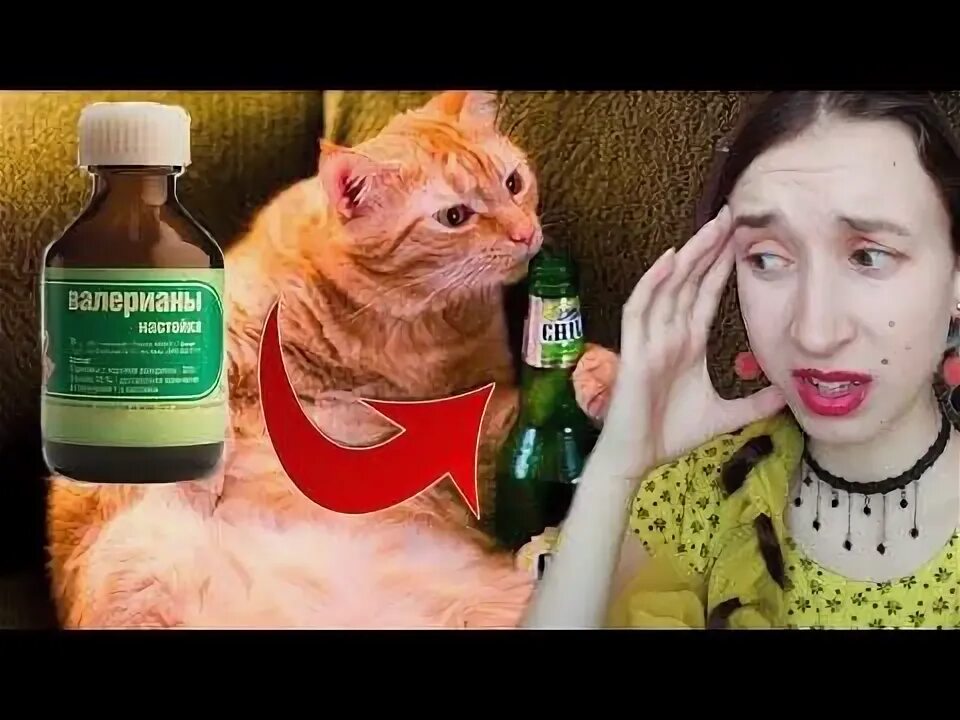 Можно котам валерьянку
