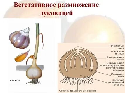 Характеристика луковицами