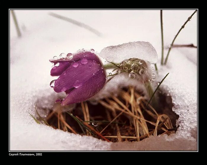 От весны и до весны снятся розовые. Цветы из под снега. Снег на траве. Сон трава под снегом. Весеннее чудо.