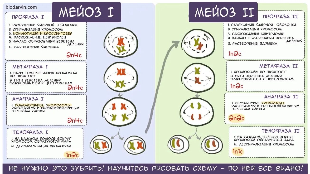 Мейоз фазы и набор