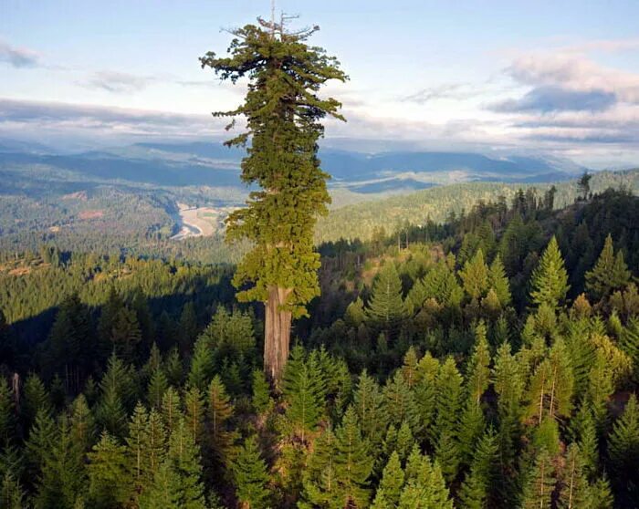 Секвойя дерево Гиперион. Американская Секвойя Гиперион. Секвойя дерево гигант. Секвойя вечнозеленая Калифорния. Великий громадный