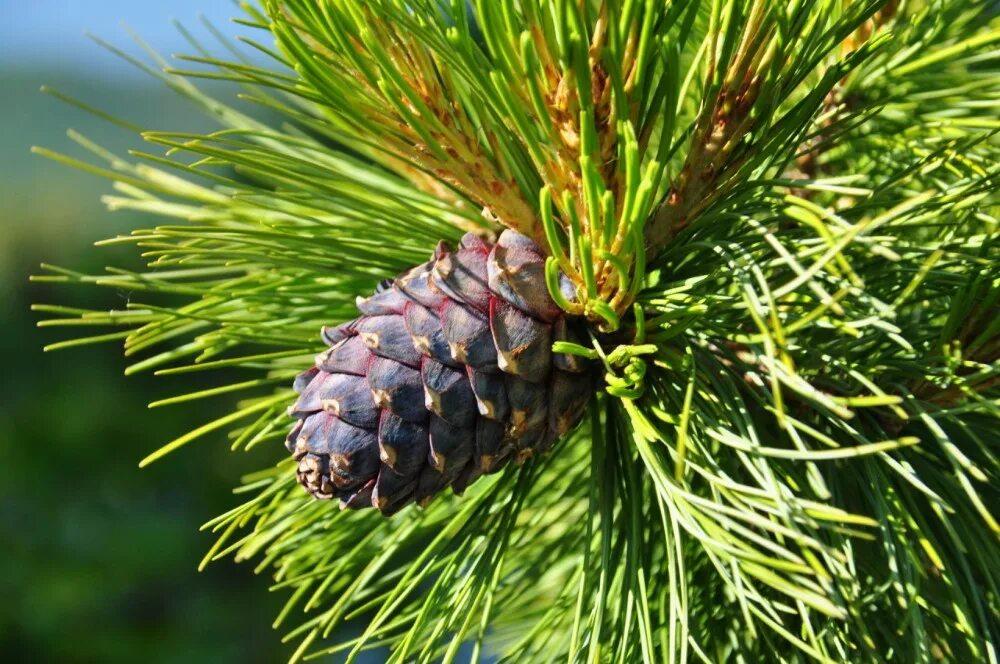 Б м кедрову. Сосна Сибирская кедр Сибирский. Сосна Кедровая Сибирская/Pinus sibirica. Сосной сибирской (Pinus sibirica). Сибирский кедр (Pinus sibirica du Tour).